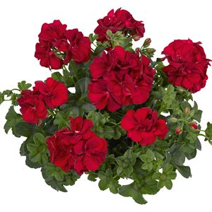 Afbeelding van Geranium Hang P12 Double Royal Red